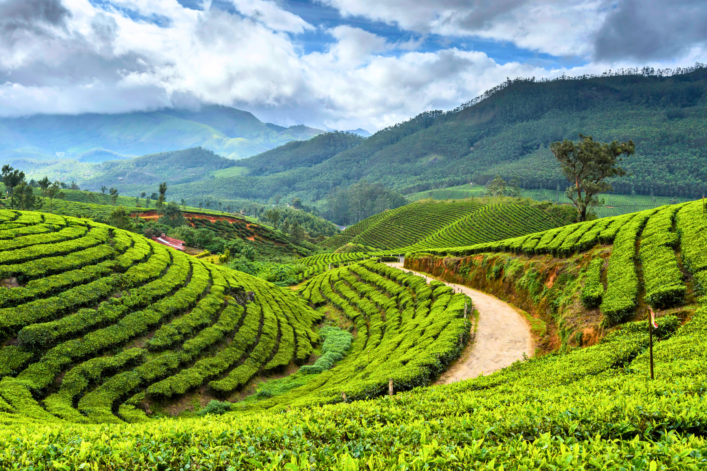 munnar (2).webp